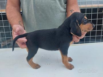 Cuccioli di Seguito Italiano a pelo raso
