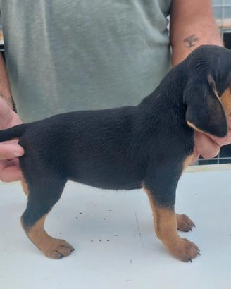 Cuccioli di Seguito Italiano a pelo raso