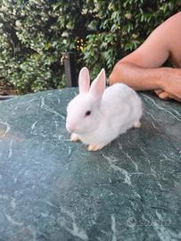 Coniglio nano bianco con occhi azzurri