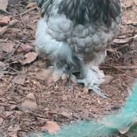 Galline ornamentali