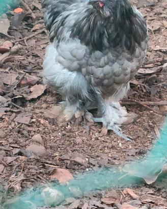 Galline ornamentali
