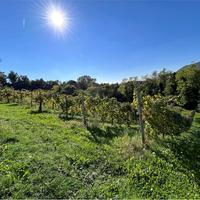 Vigneto DOCG a Refrontolo