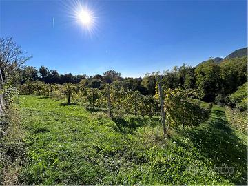Vigneto DOCG a Refrontolo