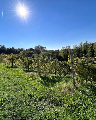 Vigneto DOCG a Refrontolo