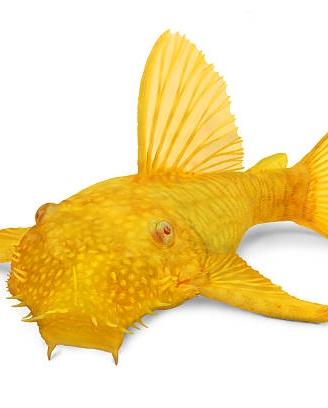Ancistrus Gold