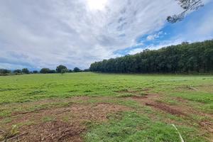 Azienda agricola 1000 ha Grosseto