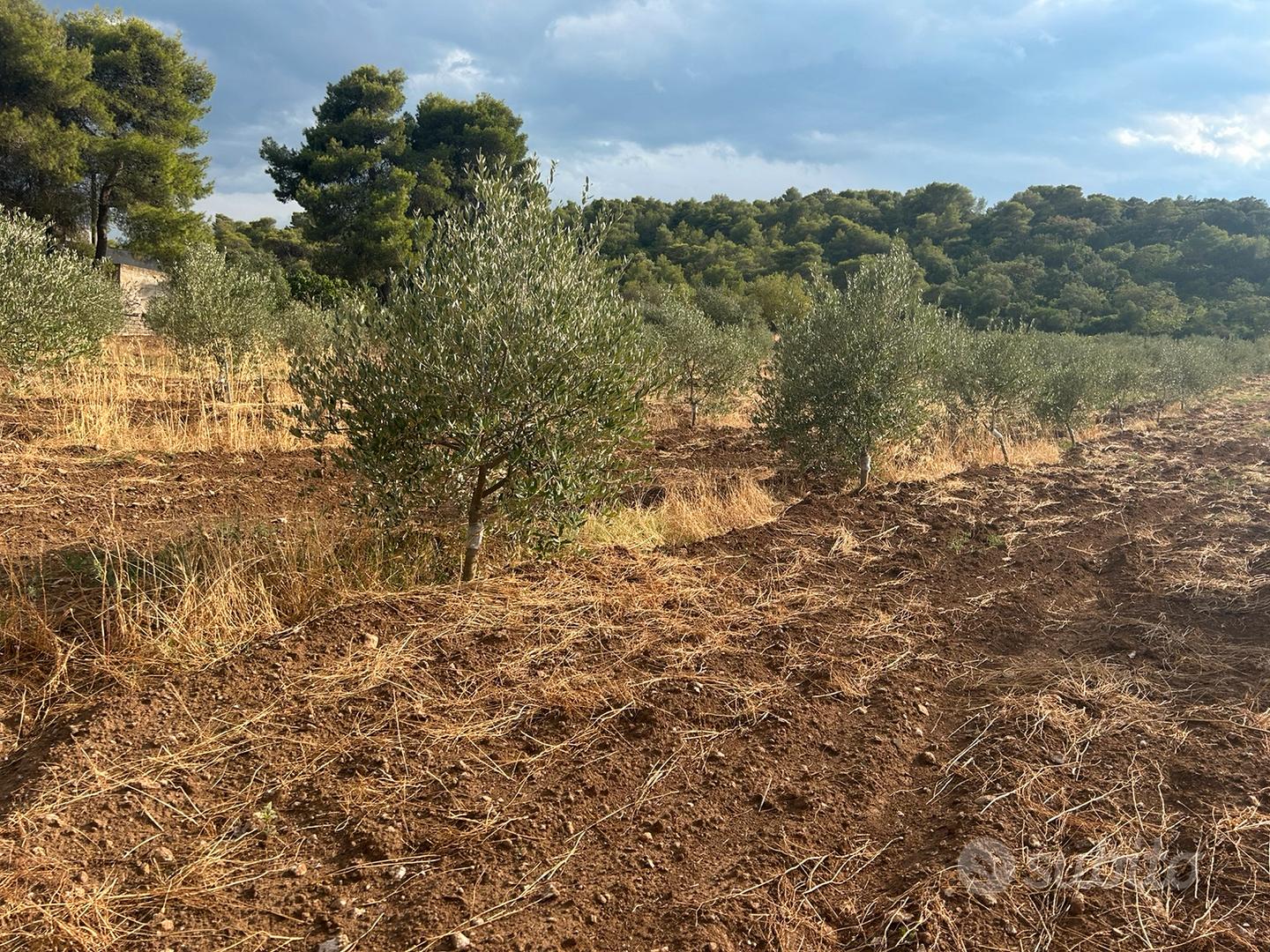 Uliveto produttivo di 2 ettari a Montecamplo - Vista 4
