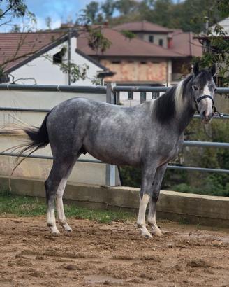 Cavallo