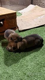 Cuccioli lupo cecoslovacco