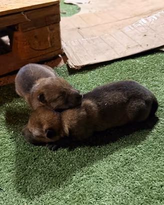 Cuccioli lupo cecoslovacco