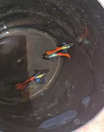 Guppy Dumbo red tail