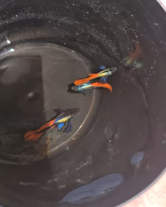 Guppy Dumbo red tail