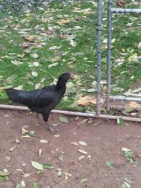 gallina ayam cemani 