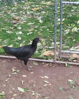 gallina ayam cemani 