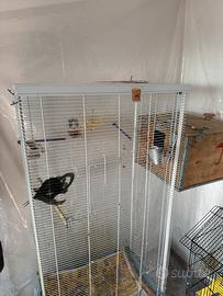 Lory arcobaleno pappagalli