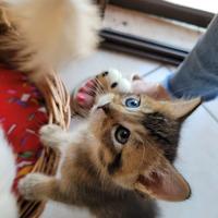 Gattini Munchkin - Mini Gatti
