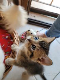 Gattini Munchkin - Mini Gatti