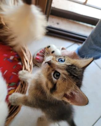 Gattini Munchkin - Mini Gatti