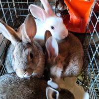 Conigli da allevamento