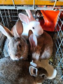 Conigli da allevamento