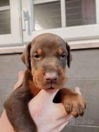Dobermann Cucciola Dea Dolce Marroncina