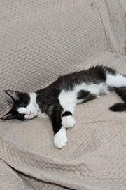 Maine coon cuccioli 3 mesi femminucce