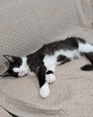 Maine coon cuccioli 3 mesi femminucce