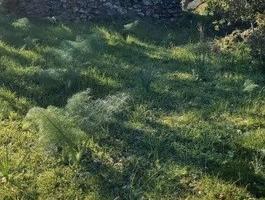 Terreno Agricolo Con Rudere
