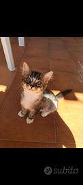 Dolcissima gattina di 3 mesi