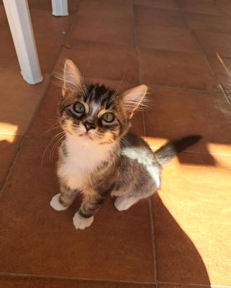 Dolcissima gattina di 3 mesi