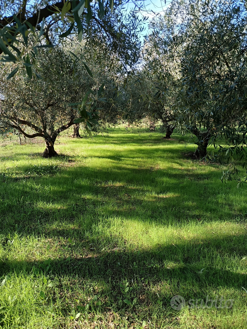 Terreno agricolo piantumato - Vista 2