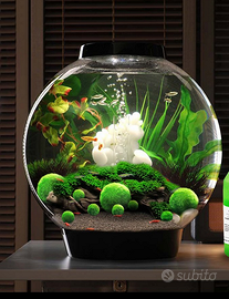 MARIMO singolo o in vaso