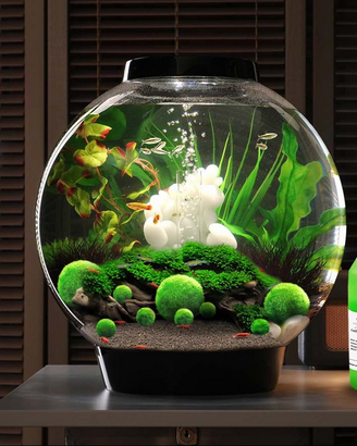 MARIMO singolo o in vaso