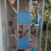 Gabbia Per Uccelli  Con 3 coppie Finch uccelli....