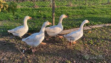 Oche del Campidoglio