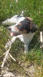 Jack russell maschio