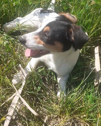 Jack russell maschio