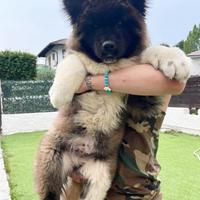 Cuccioli di Akita Americano