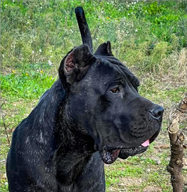 Cuccioli di cane corso italiano con pedigree ENCI