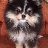 Pomerania