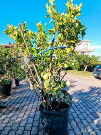 pianta di limone 