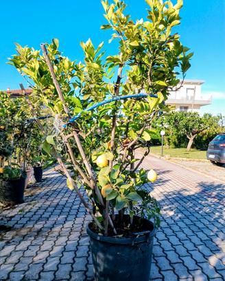 pianta di limone 