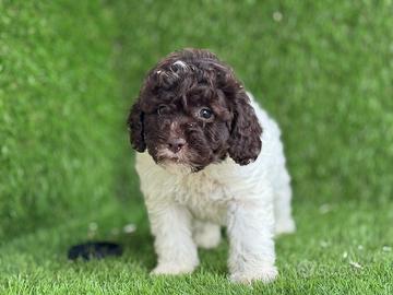 Lagotto romagnolo