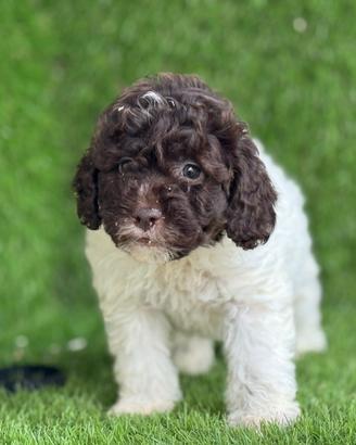 Lagotto romagnolo