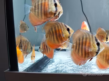discus 