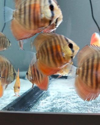 discus 