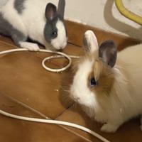 Due coniglietti nani +gabbia e accessori