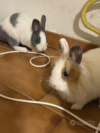 Due coniglietti nani +gabbia e accessori