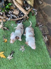 Cucciole di bassotto pied bald
