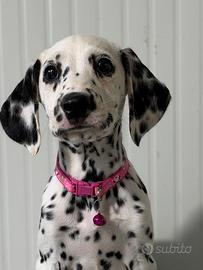 Femmina Dalmata